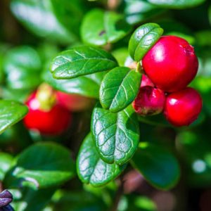 red lingonberry fruits in green forest moss in sunny summer day. wild berries