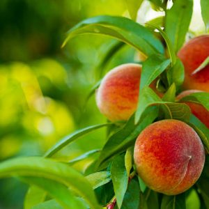 Ripe Peaches on Tree. Shallow DOF.