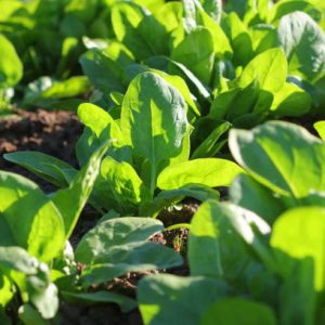 Fresh organic leaves of spinach in the garden .