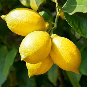 Ripe and fresh lemon on branch