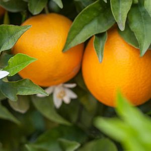 Orange tree with blossoms, and clusters of juicy, harvest ready oranges
